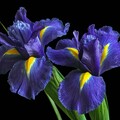 irises purple flowers 5k-5120x2880.jpg