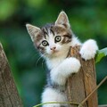 c754eafb819b9b0b832dab512e75a633.jpg