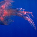 61454-meduza pod vodoj okean.jpg