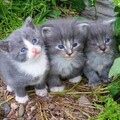 42372e2a0e1f67198b2ddad340177d44.jpg