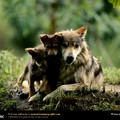 mother_wolf_513225_lw.jpg
