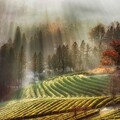 nature-1661776236871-2709.jpg