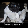 13752 mozhet-liznesh.jpg