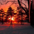 30311-priroda derevya sneg zakat nature trees snow sunset.jpg