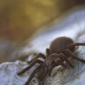 The Tarantula Walk.jpg