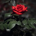 image (15).jpg