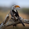 57997-pticanosorog ptica vetka brevno.jpg