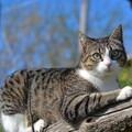 29164-priroda jivotnyie kot seryiy nature animals cat grey.jpg