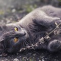 animal cat 4k 5k hd-5120x2880.jpg