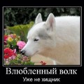 Влюбленный волк.jpg