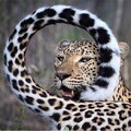 f7797b50787c61ad20f4434d4db0c190.jpg