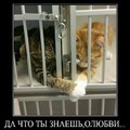 Да что ты знаешь оЛюбви.jpg