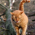image (9).png