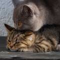 53487-kotenok koshka vospitanie.jpg