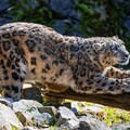 58711-irbis leopard kamni.jpg