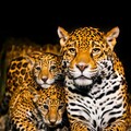 b8b18fb2134a3f90a9ff94f44eff339e.jpg