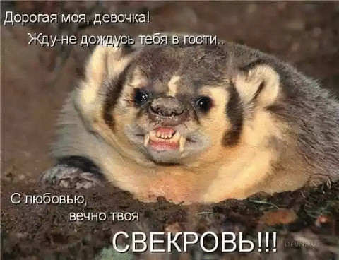 smeshnie kart.gif