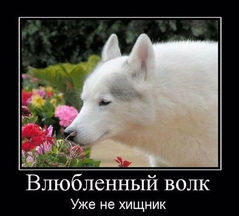 Влюбленный волк.jpg