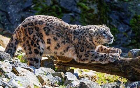 58711-irbis leopard kamni.jpg
