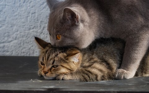 53487-kotenok koshka vospitanie.jpg
