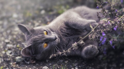 animal cat 4k 5k hd-5120x2880.jpg