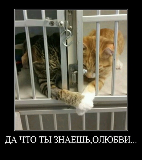 Да что ты знаешь оЛюбви.jpg