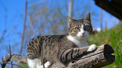 29164-priroda jivotnyie kot seryiy nature animals cat grey.jpg