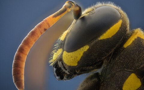 63636-osa makro golova.jpg