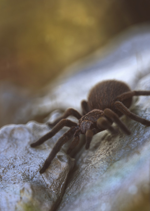 The Tarantula Walk.jpg
