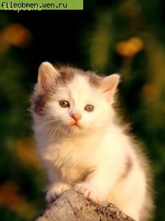 Котенок.jpg