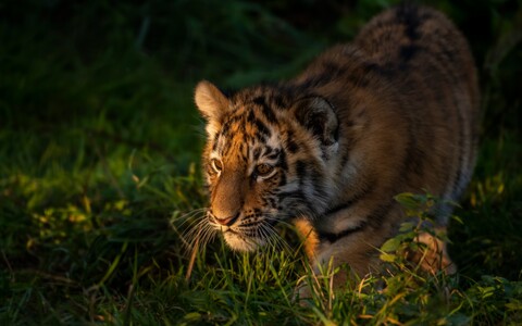 58090-tigr hischnik trava.jpg