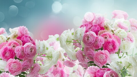 white-beautiful-liutiki-rozovye-tsvety-ranunculus-flowers--4.jpg
