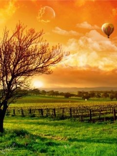 balloon_ride_il.jpg