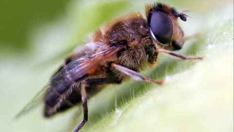 animalsbackground70-1661786346680-940.jpg