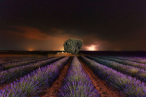 36040-pole lavanda noch svet.jpg