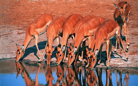 animals-1661979931453-8301.jpg