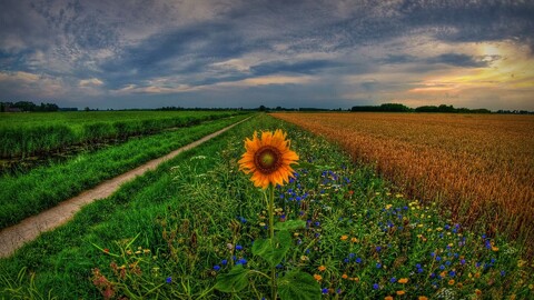 30985-priroda pole trava nebo oblaka gorizont nature field grass the sky clouds horizon.jpg