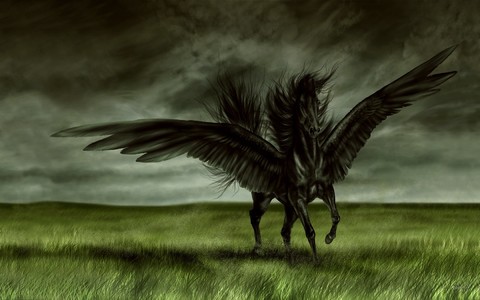Black Pegas.jpg