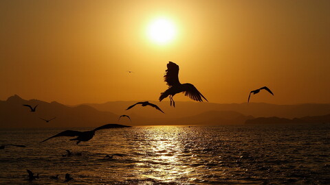 30050-priroda jivotnyie ptitsyi more solntse nature animals birds sea the sun.jpg