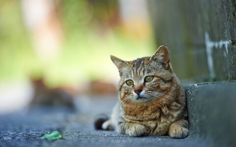 29607-priroda jivotnyie kot kotenok nature animals cat kitten.jpg