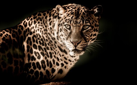 60185-leopard morda hischnik zver.jpg