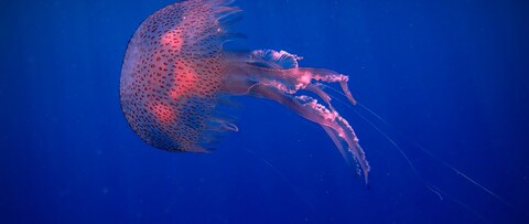 61454-meduza pod vodoj okean.jpg