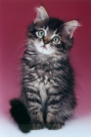 kitten4_jpg_350x500_q85.jpg