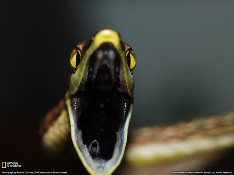 40721_1600x1200_wallpaper_cb1266351483.jpg