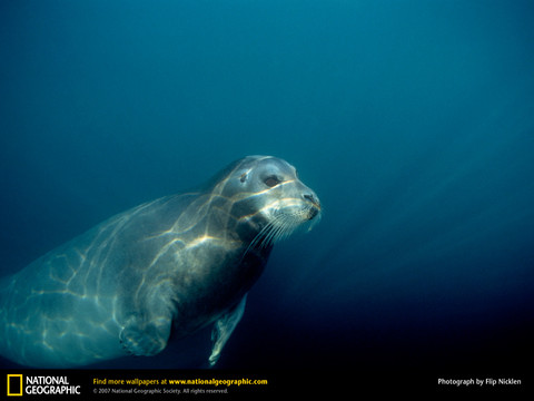 maturebeardedseal_63234_lw.jpg