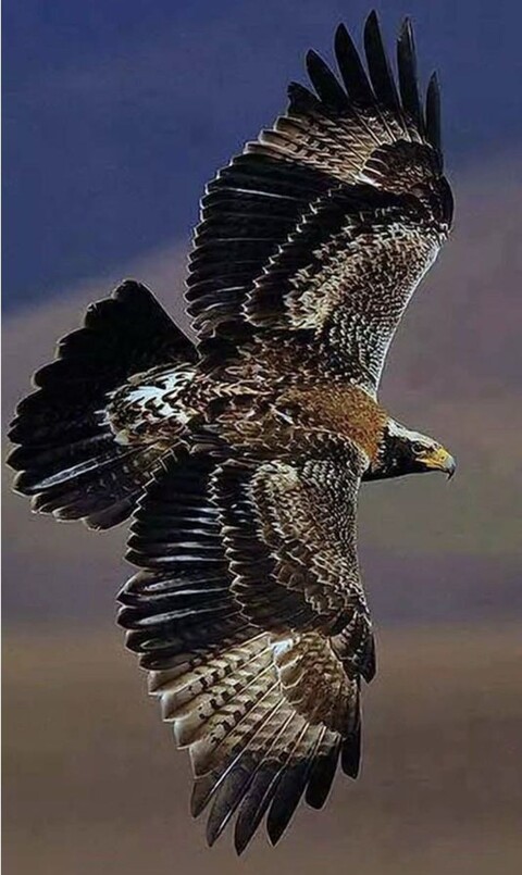 e5c6868e504eea77c1c0b7f7bbd7b0b5.jpg