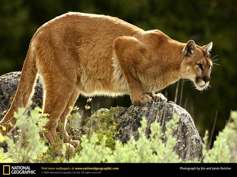 mountain_lion.jpg