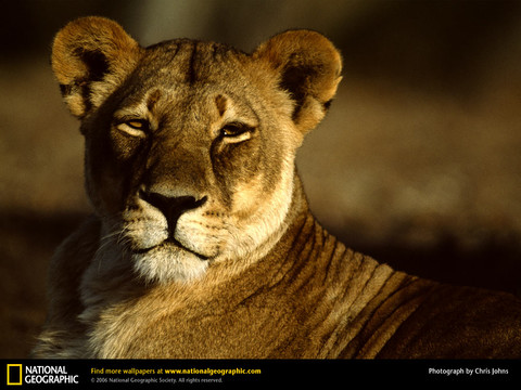 african_lioness.jpg