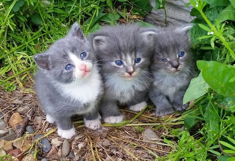 42372e2a0e1f67198b2ddad340177d44.jpg