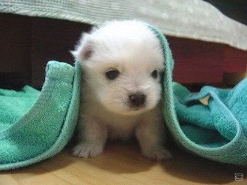 1268372463_animals_241_33.jpg